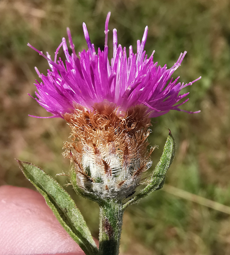 Centaurea thuillieri Centaurea thuillieri