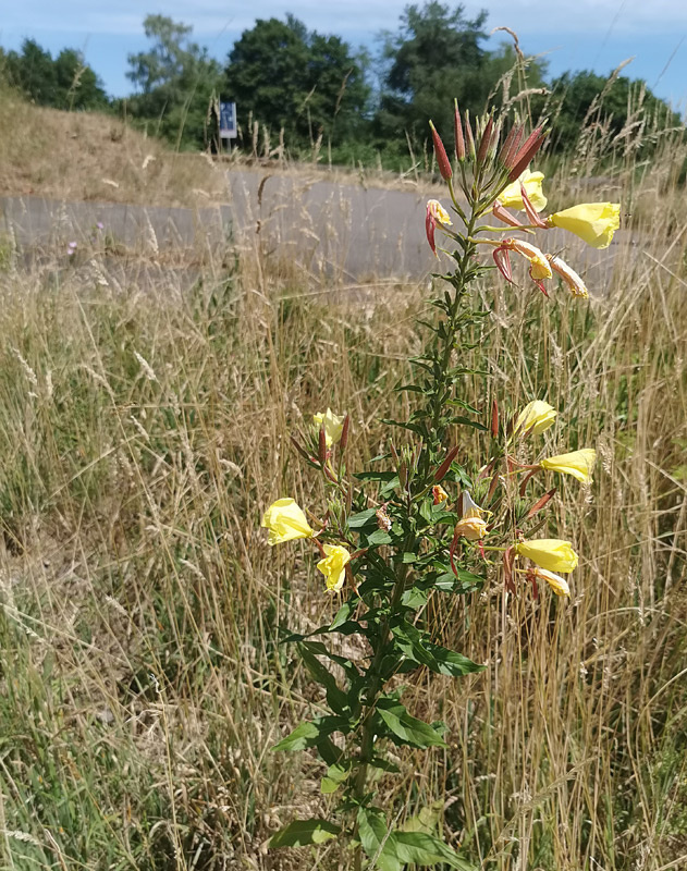 Oenothera-glazioviana-Gruppe | Rotkelchige Nachtkerze (Artengruppe) Oenothera-glazioviana-Gruppe | Rotkelchige Nachtkerze (Artengruppe)