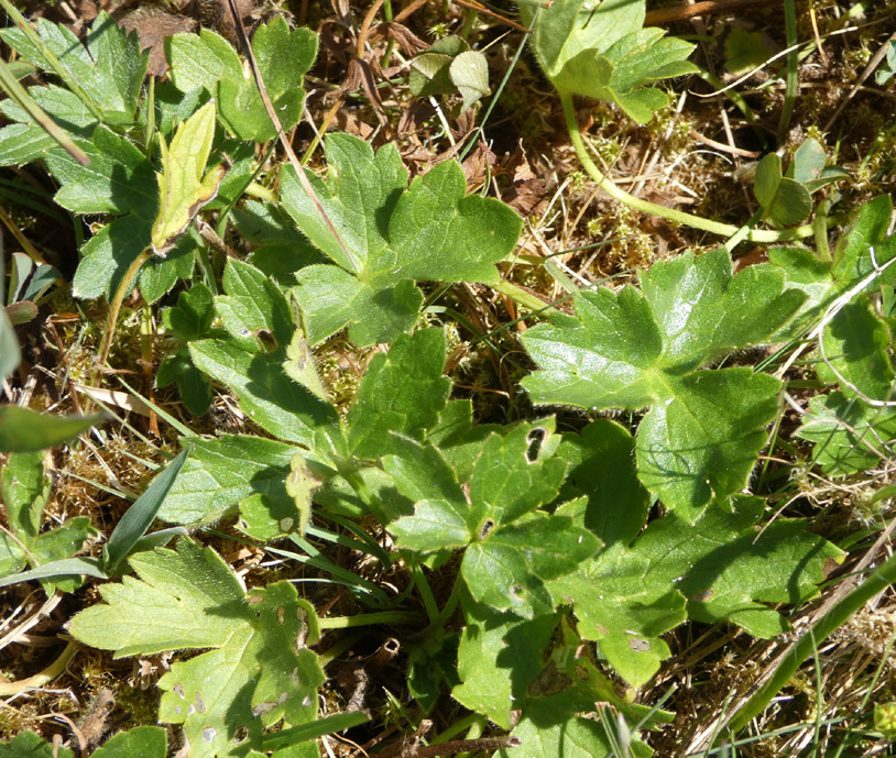 Ranunculus polyanthemos subsp. nemorosus | Hain-Hahnenfuß Ranunculus polyanthemos subsp. nemorosus | Hain-Hahnenfuß