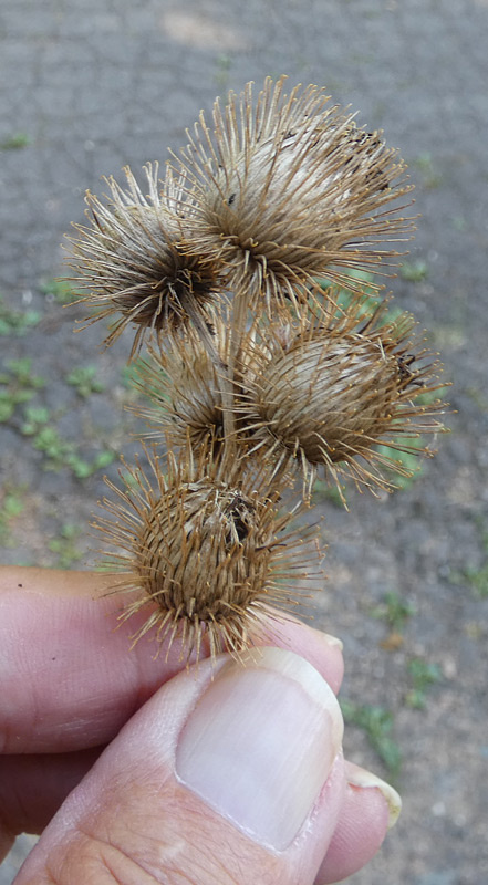 Arctium minus s. l. | Kleine Klette Arctium minus s. l. | Kleine Klette