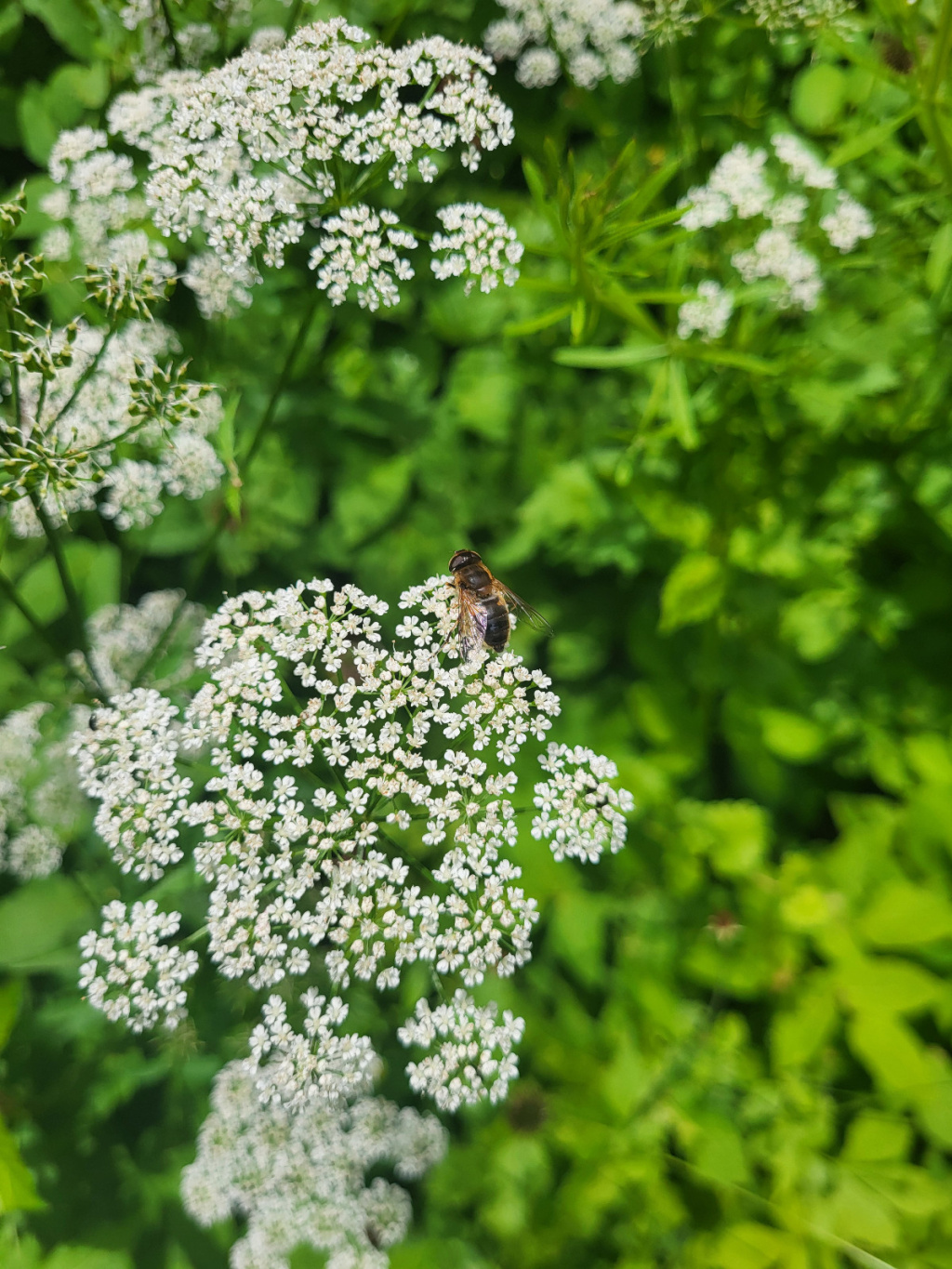 Aegopodium podagraria | Gewöhnlicher Giersch Aegopodium podagraria | Gewöhnlicher Giersch