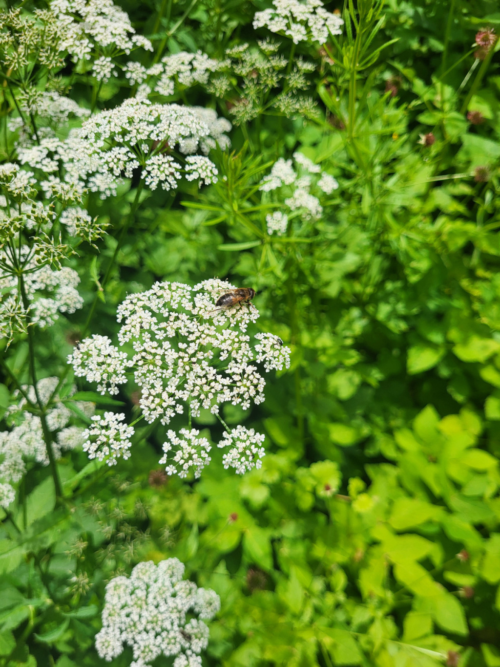 Aegopodium podagraria | Gewöhnlicher Giersch Aegopodium podagraria | Gewöhnlicher Giersch