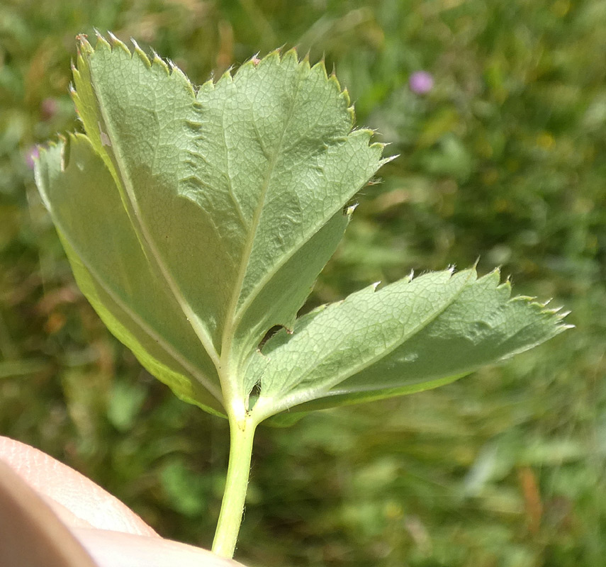 Alchemilla glabra | Kahler Frauenmantel Alchemilla glabra | Kahler Frauenmantel