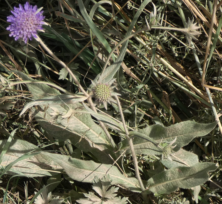Knautia gracilis | Zierliche Witwenblume Knautia gracilis | Zierliche Witwenblume