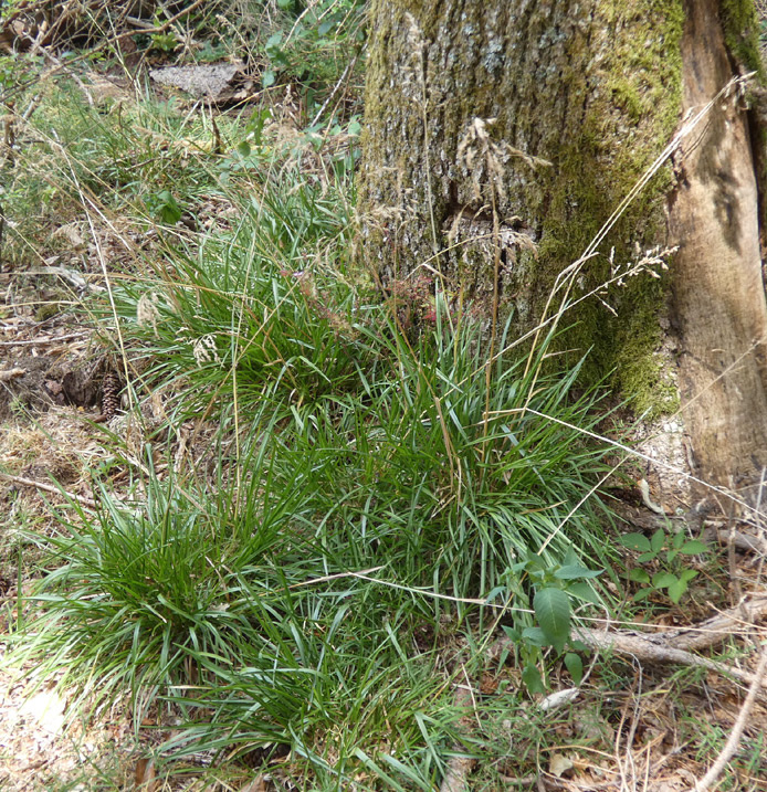 Festuca altissima | Wald-Schwingel Festuca altissima | Wald-Schwingel