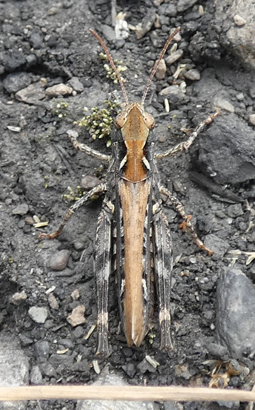 Myrmeleotettix maculatus | Gefleckte Keulenschrecke Myrmeleotettix maculatus | Gefleckte Keulenschrecke