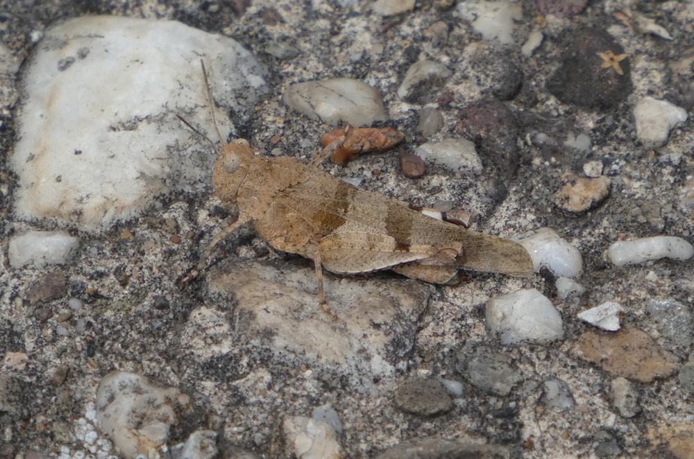 Oedipoda caerulescens | Blauflügelige Ödlandschrecke Oedipoda caerulescens | Blauflügelige Ödlandschrecke