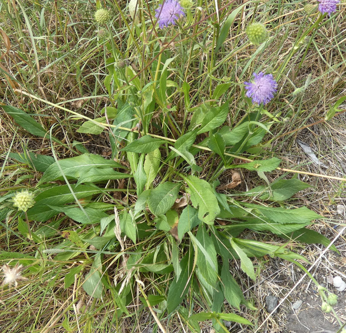 Knautia gracilis | Zierliche Witwenblume Knautia gracilis | Zierliche Witwenblume